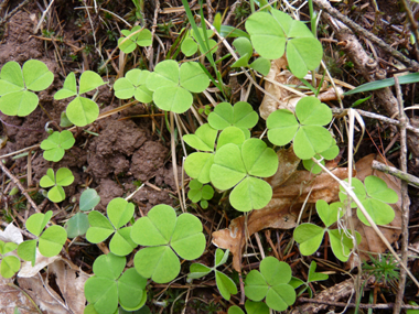 Petite plante vivace d'une dizaine de centimètres dépourvue de tige. Agrandir dans une nouvelle fenêtre (ou onglet)